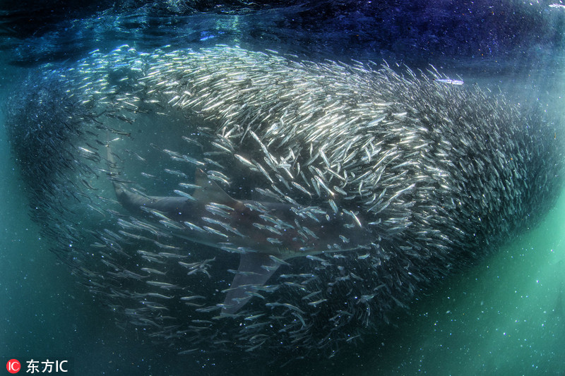 南非鲨鱼在沙丁鱼风暴中捕食 肆意吃喝幸福感爆棚