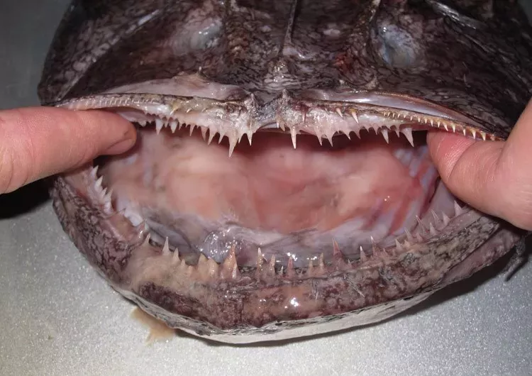 问题来了电影里令人胆寒的巨齿鲨真是水里最凶猛的动物吗