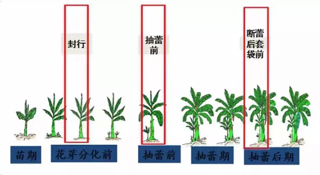 介绍香蕉的结构图图片