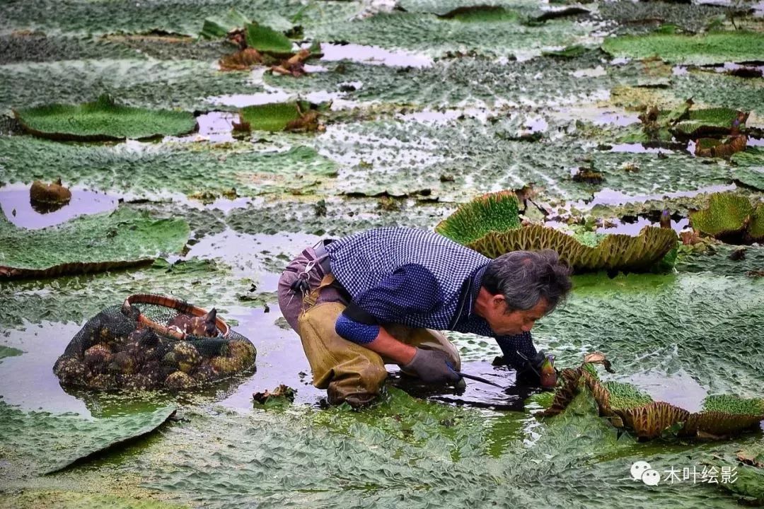 溫軟新剝雞頭肉丨一起來聊聊同裡雞頭米的那些事兒