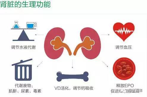 中医怎么看肾脏?