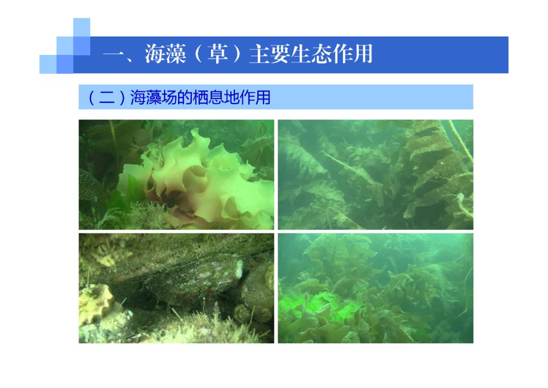 海藻草移植栽培技術