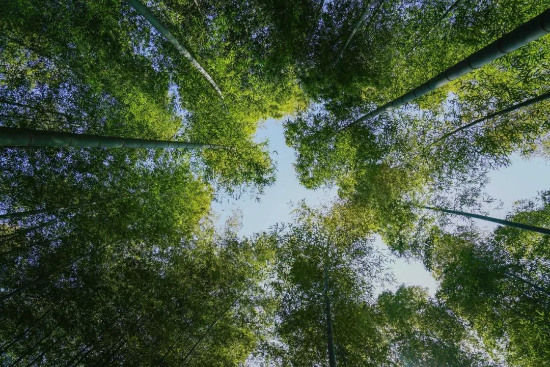 最清幽!盤點德陽周邊幾大免費竹海秘境,這份綠蔭涼意等你查收!_竹林