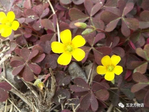 农村地里常见的酸浆草有什么作用和功效