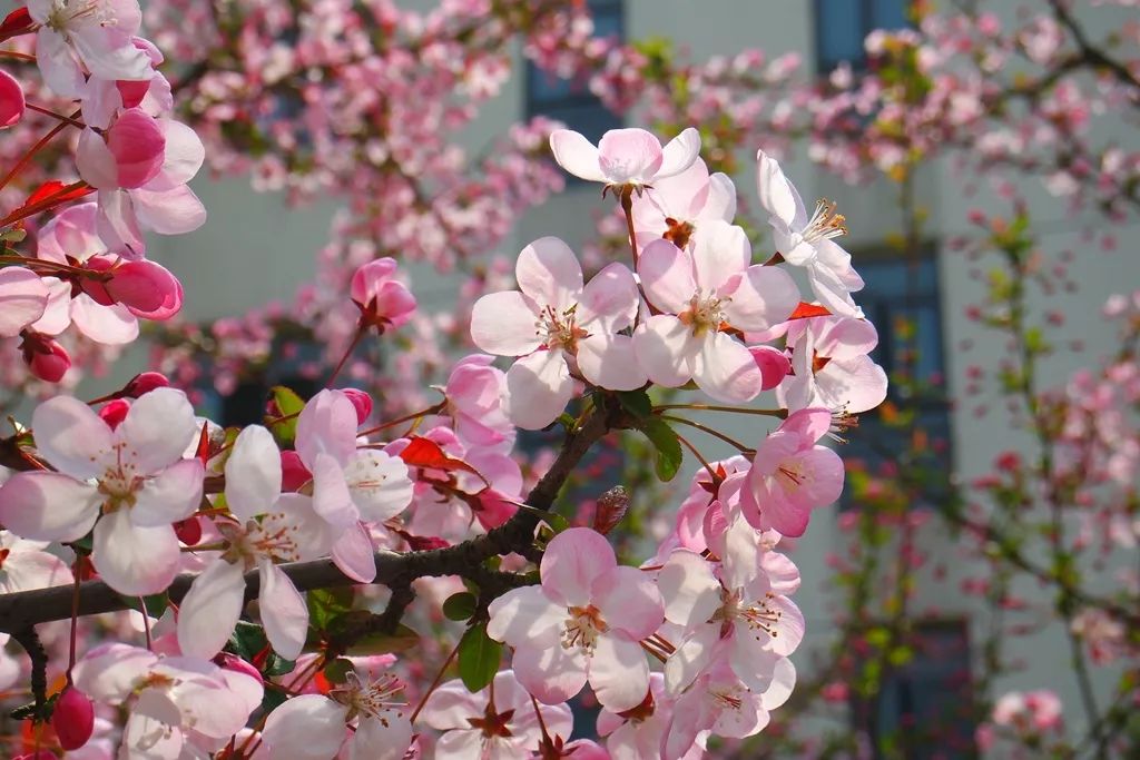 霁风树花图片图片