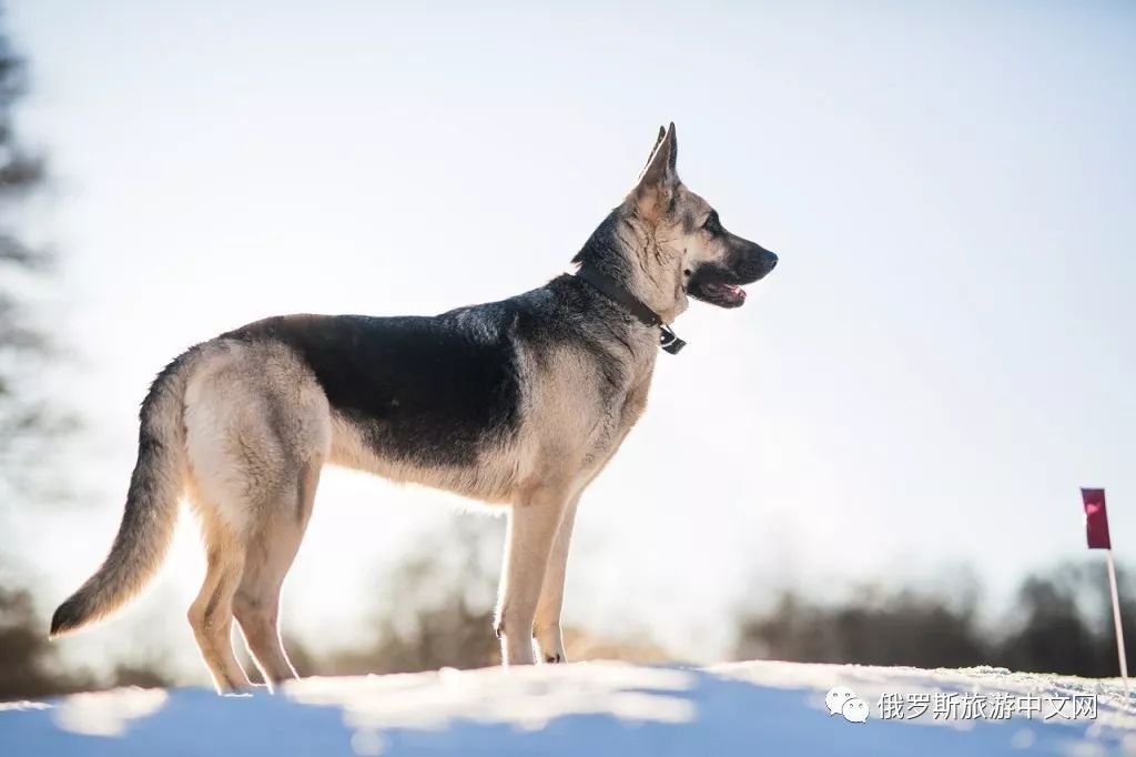 俄国牧羊犬图片图片