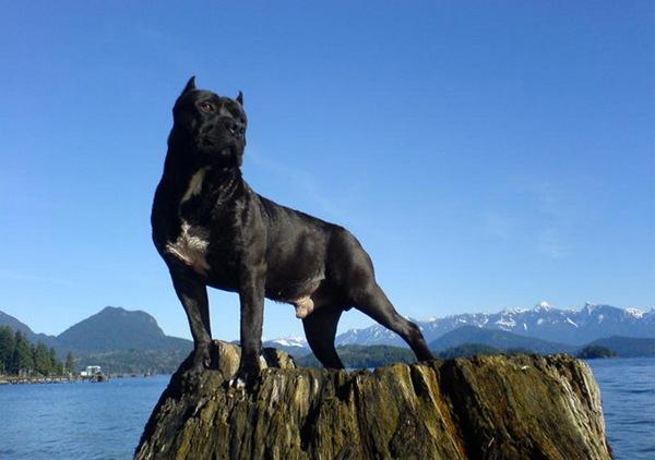 地球上10大最凶猛的犬,比特犬第二,高加索犬榜首,你喜欢哪个?