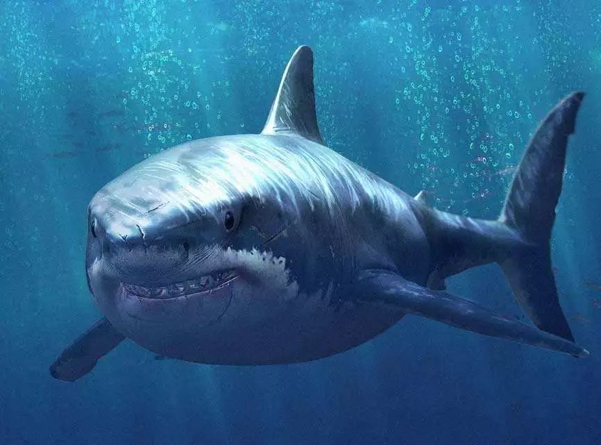 十大最凶猛的鲨鱼排名图片