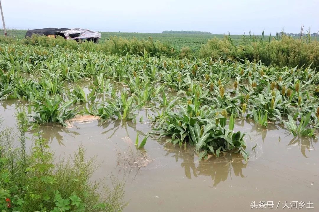 運城黃河大堤兩側的部分莊稼被淹沒居然還有人