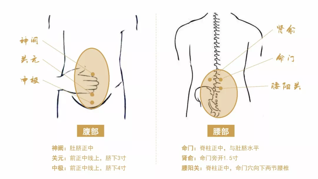 腹部上下覆盖到中脘和中极穴,背部上下覆盖到命门和腰骶部;按摩2