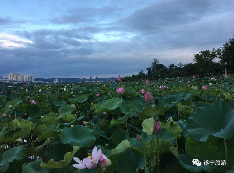 線路c:綠色遂寧,生態之旅二日遊: 第一天:出發地—十里荷畫—天福萬象