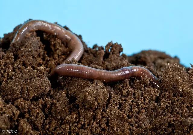 蚯蚓是地球上最有价值的动物没蚯蚓的土壤都有毛病