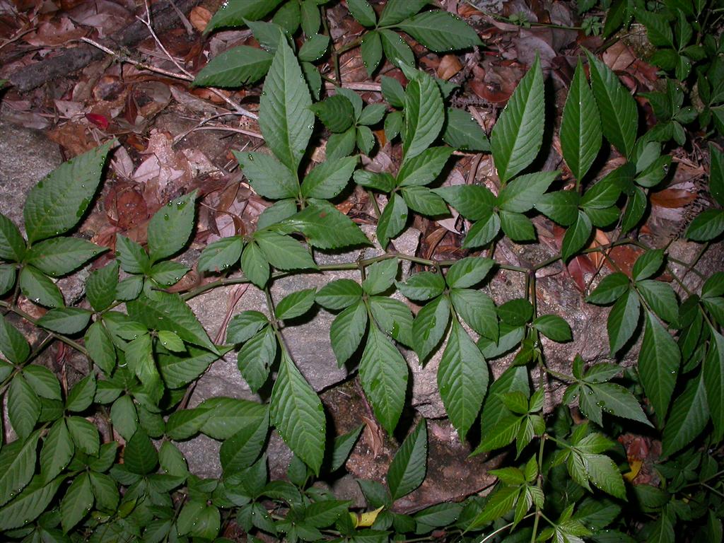 农村野外叫做五爪金龙的植物,作用和功效真不小,治病良药