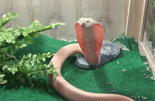 一条蛇突然吓人的动图图片