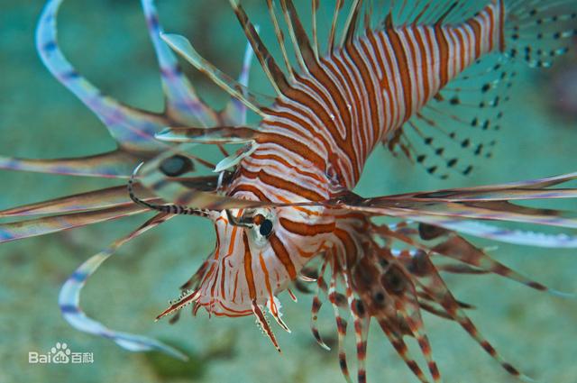 深海魚反正海里沒什麼生物我長得醜一點沒人能看見吧