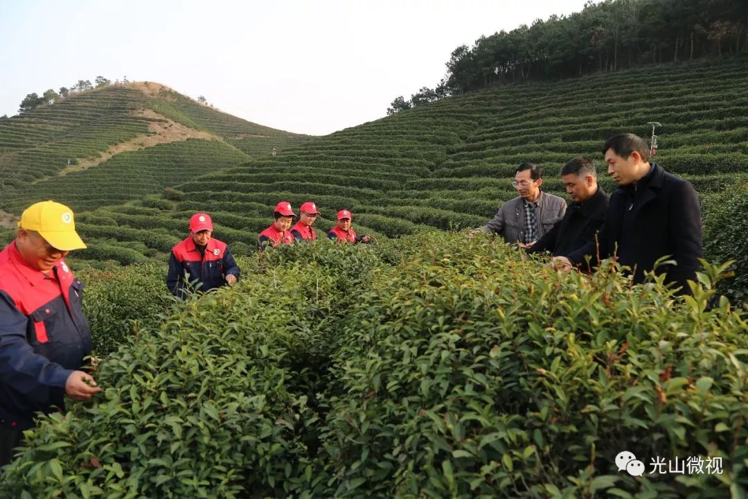 茶視點真牛光山這項工作連續四年在市裡獲獎已獲獎金299萬