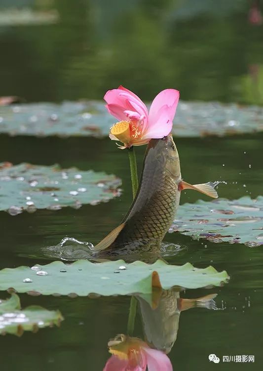 作品分享懸念魚吃荷花鬧荷塘