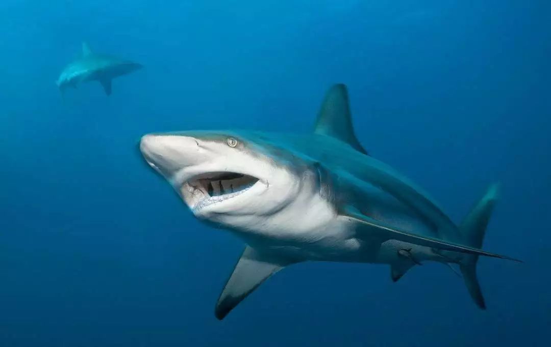 然而小编认为,这样的黑鳍鲨才更加帅气,浅色的鱼身加之以黑色为点缀