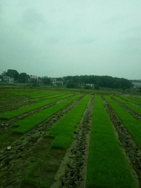 聚焦岳阳乡村—建设美丽乡村 打造幸福家园_农村部