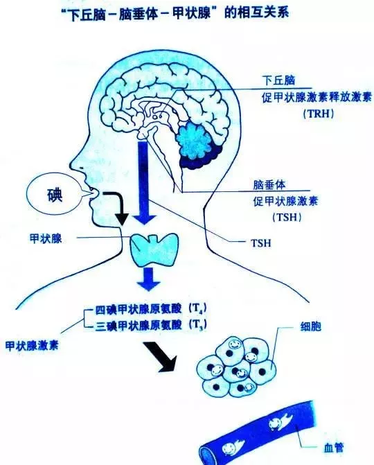 有些人因为各个方面的原因导致甲状腺激素合成或者分泌减少