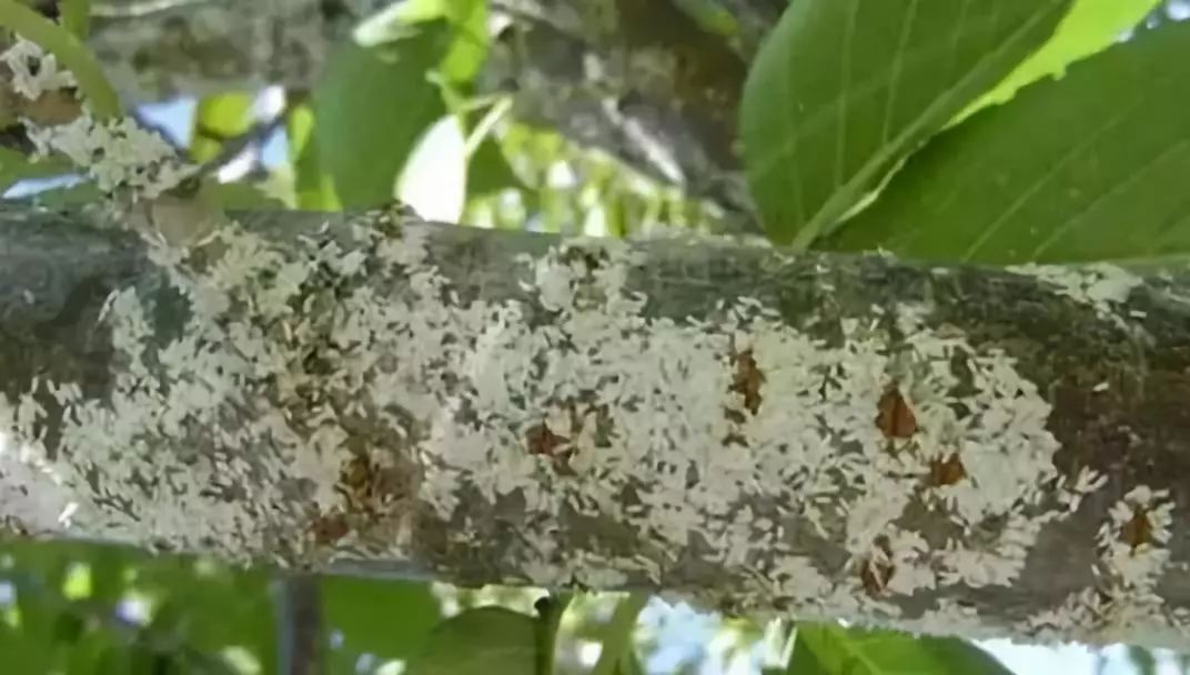 芒果蚧壳总发生如何防治蚧壳虫很关键