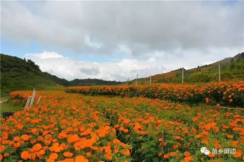 屏边新华乡发展这个产业种植户年收益接近百万