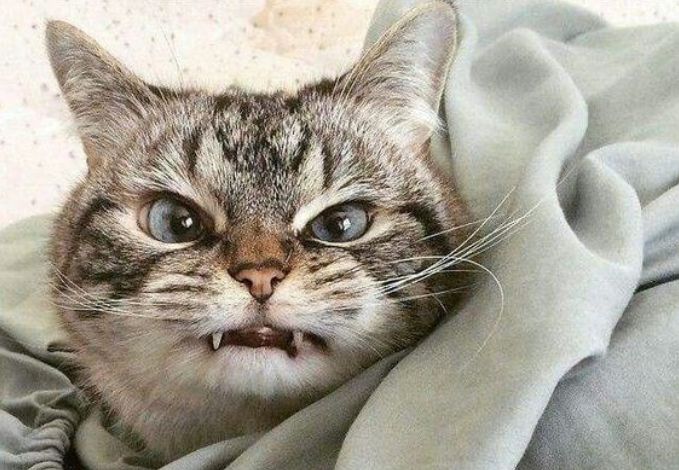 世界上最凶的猫咪图片
