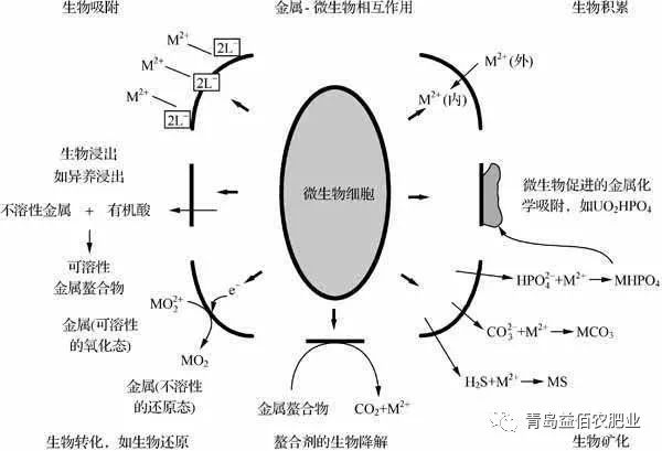 土壤微生物對重金屬離子的吸附與固定