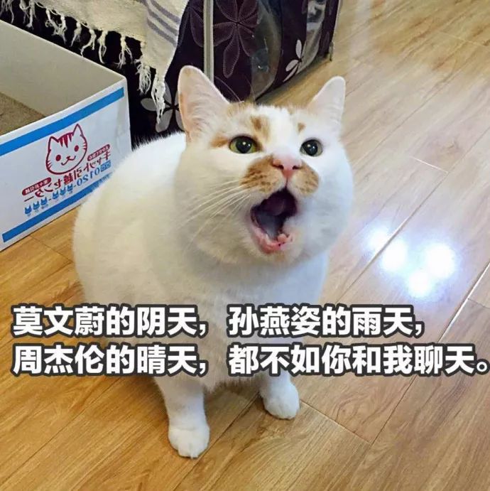 土味情话表情包猫咪图片