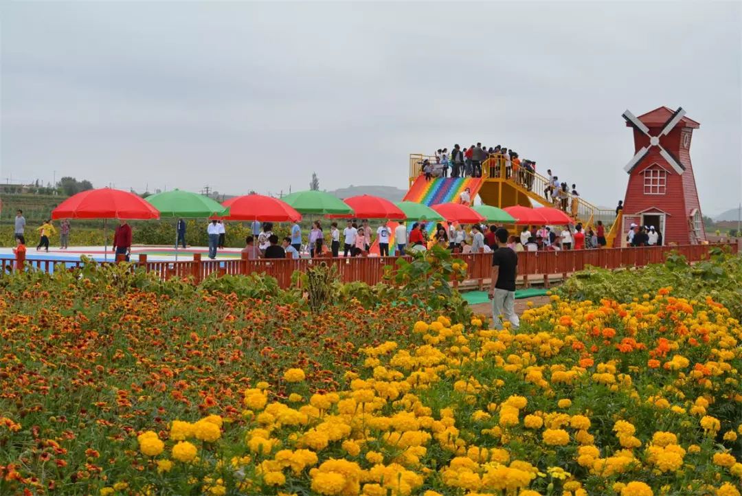 庆阳八珠花海图片