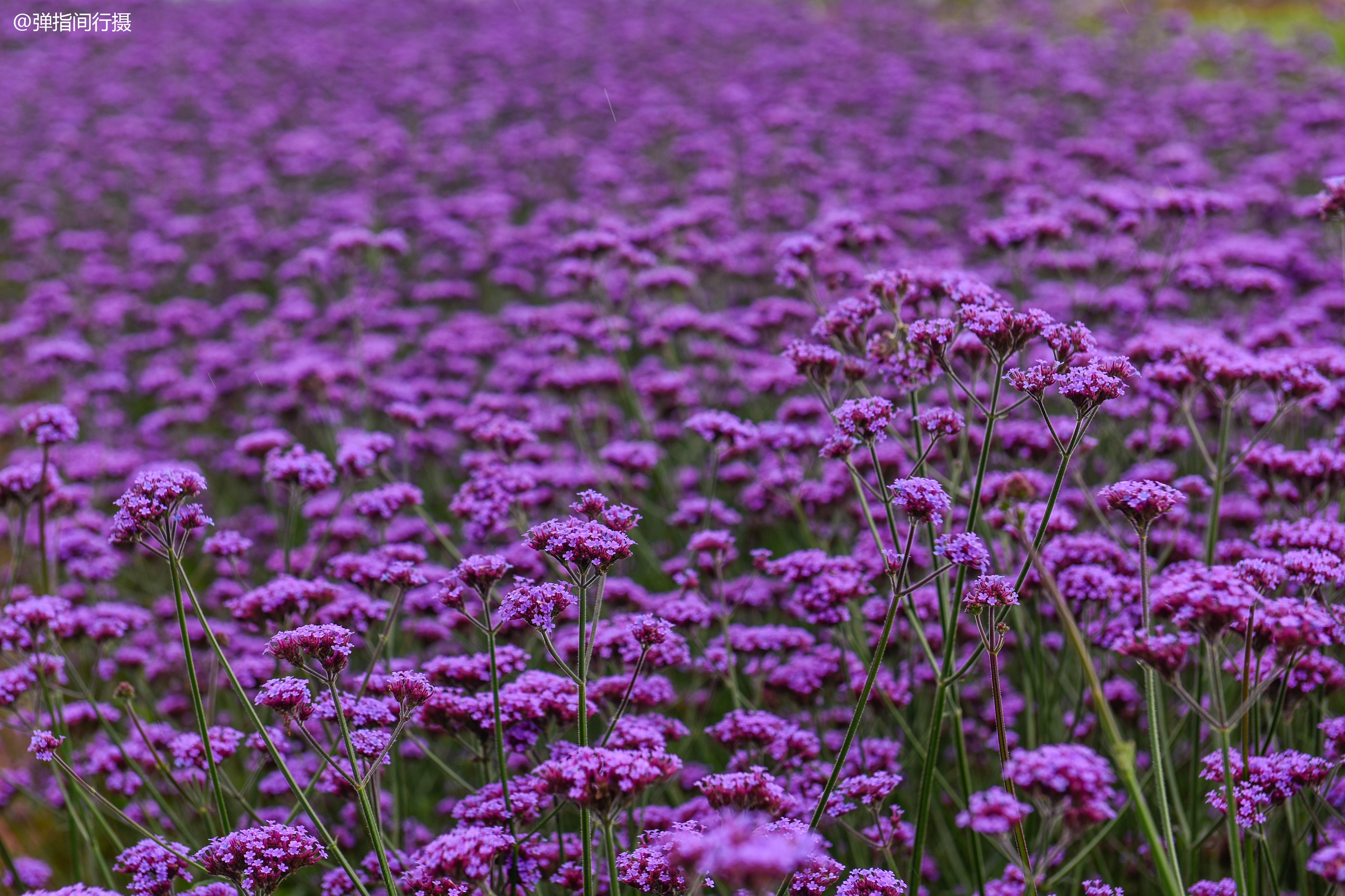紫色忘忧草花语图片