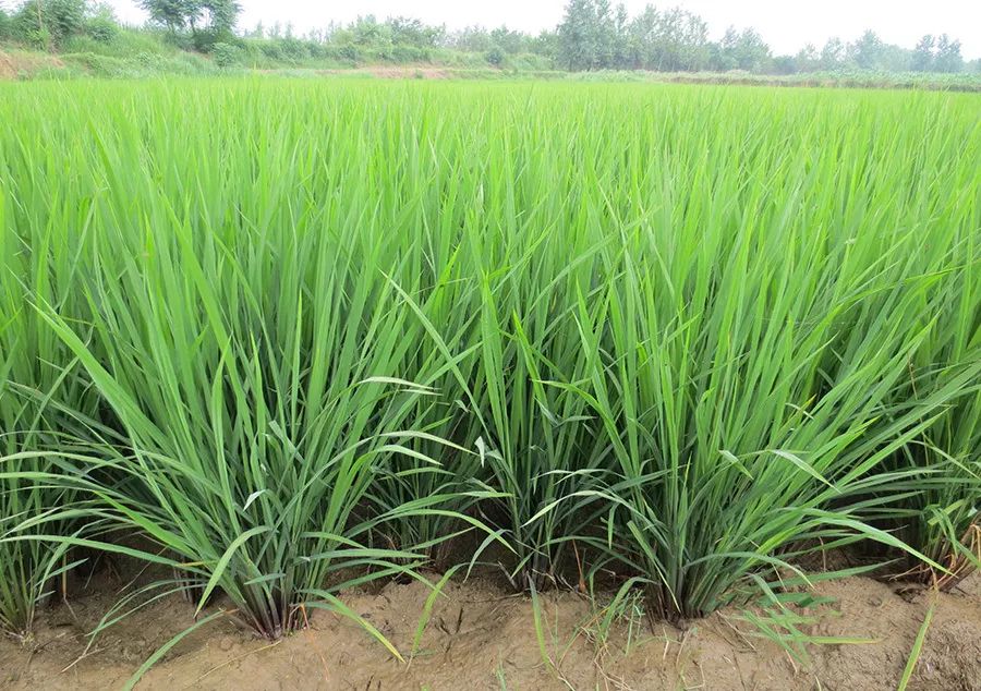 矮杆大穗高产水稻品种图片