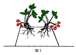 草莓弓背判断图图片