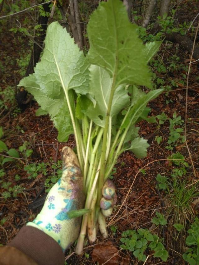 大耳毛野菜吃法图片