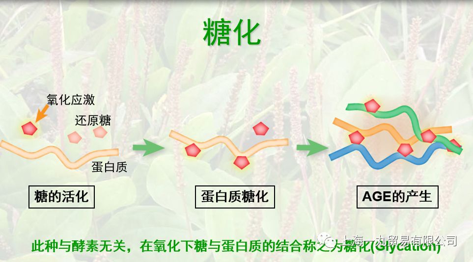 關於糖化及其對策