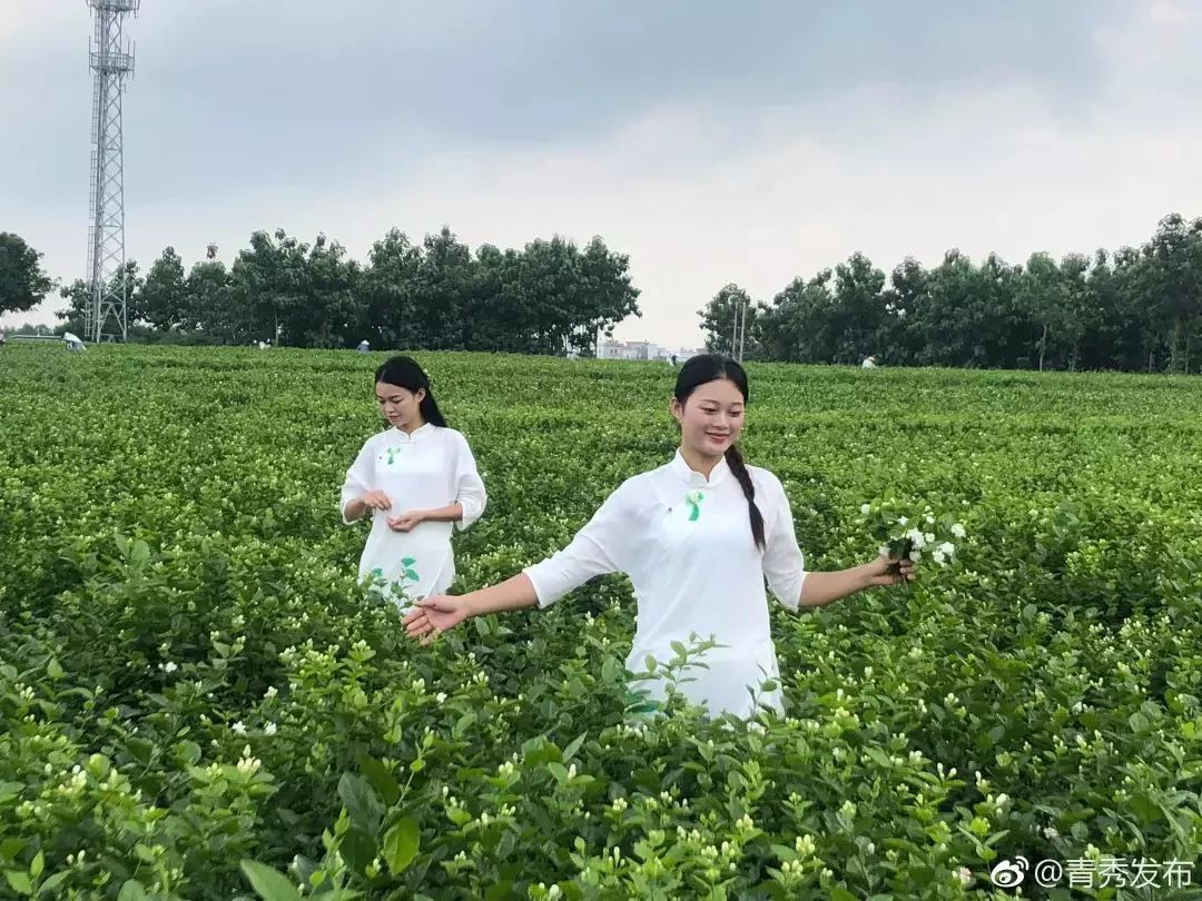 聚焦茉莉花节46家网络媒体走进花乡大地