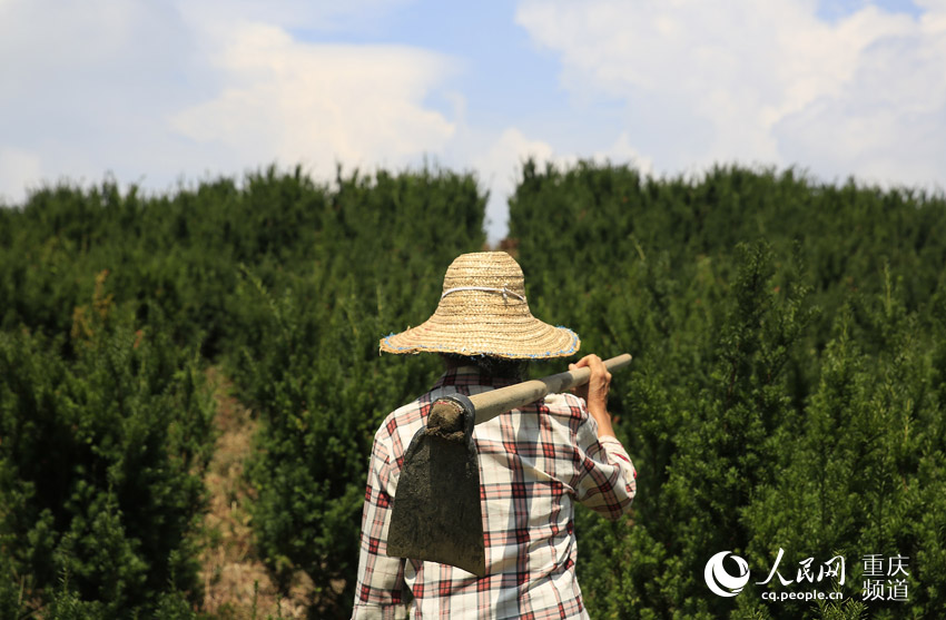 8月18日,一名养护工人扛着锄头,前往重庆市北碚区三圣镇青峰山红豆杉