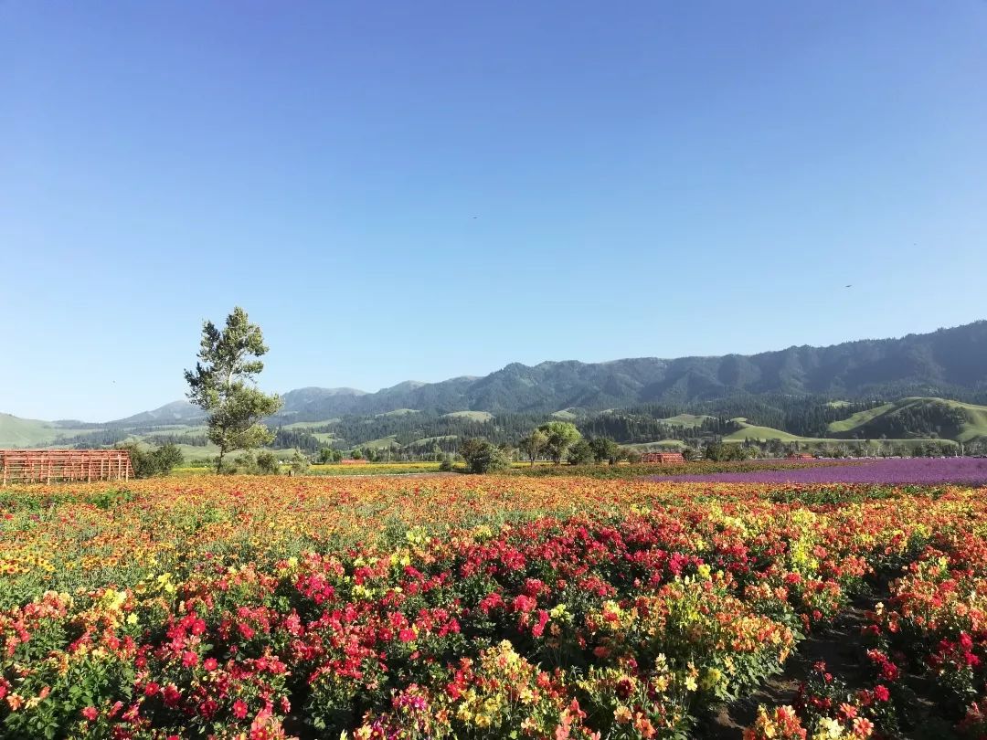 八月的伊犁有雪山也有花海的神奇城市