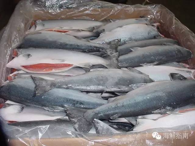 【揭秘】阿拉斯加五种野生鲑鱼(三文鱼)大盘点及分布区域