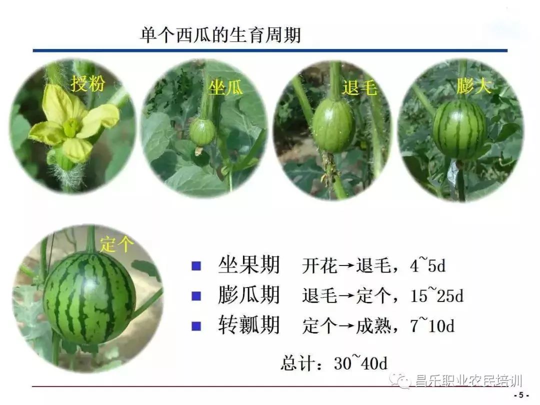 西瓜生长发育的营养三要素