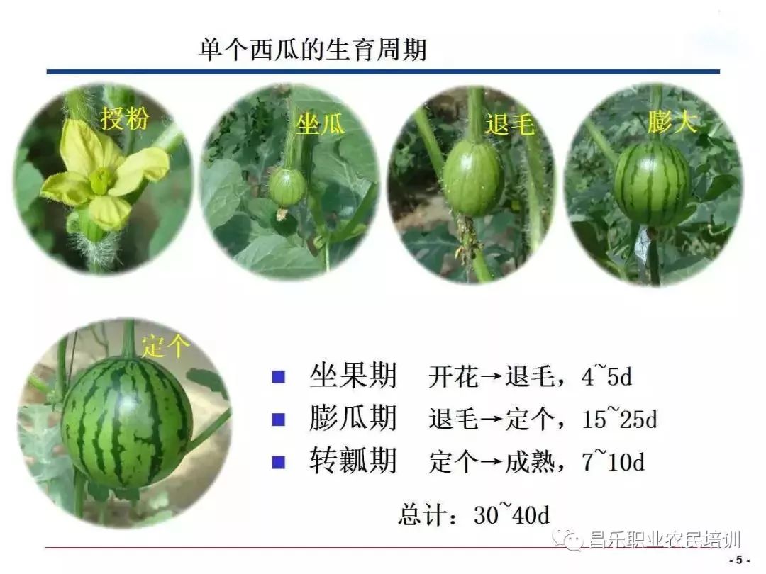 西瓜的生长过程 简图图片