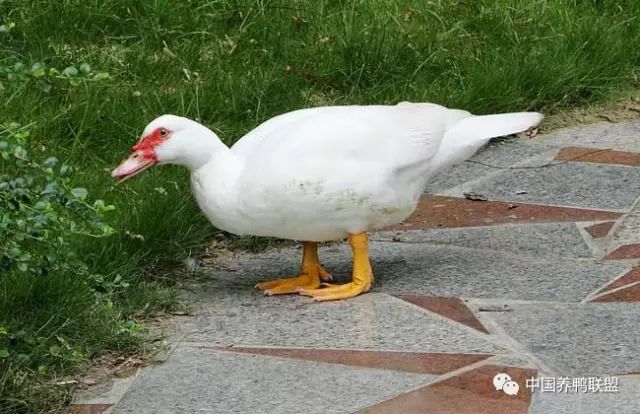 火鴨種鴨飼養技術