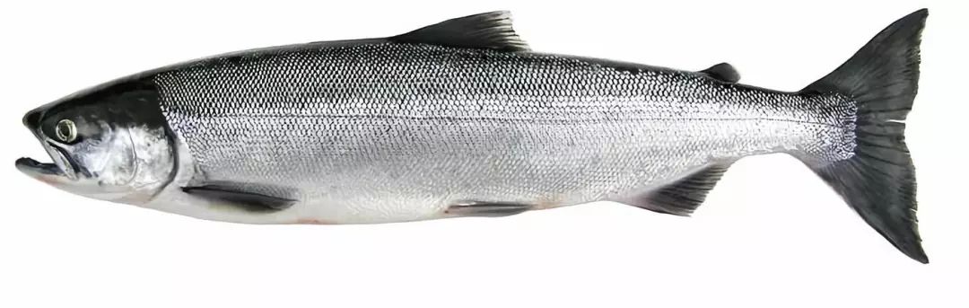 揭秘阿拉斯加五种野生鲑鱼三文鱼大盘点及分布区域