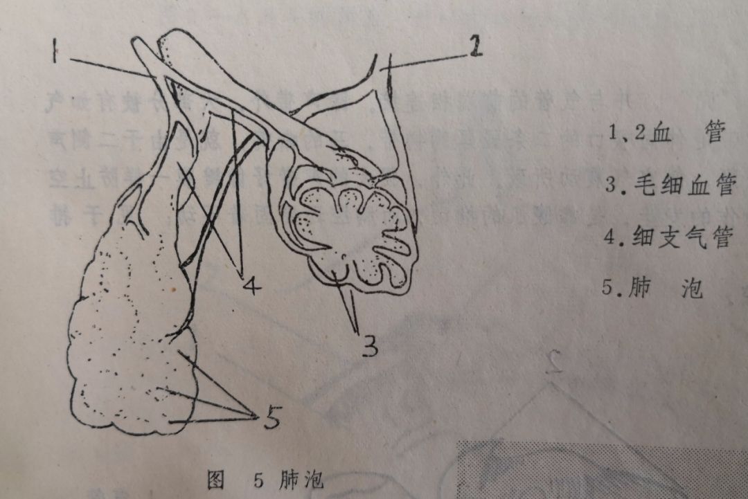 马呼吸系统的解剖与功能