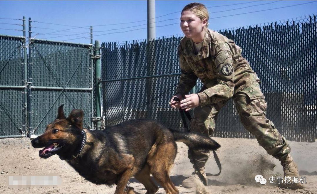 军犬老了退役咋办?英军方式最残忍,中国这个办法最聪明