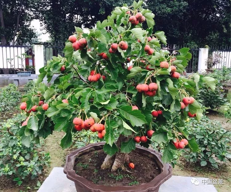 各种果树造型方法图片