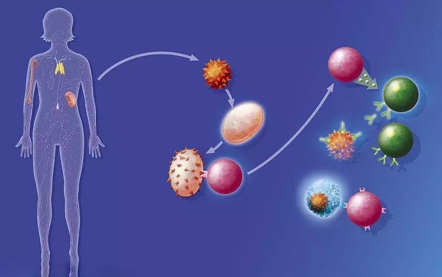 通俗易懂免疫系統免疫細胞那些事兒