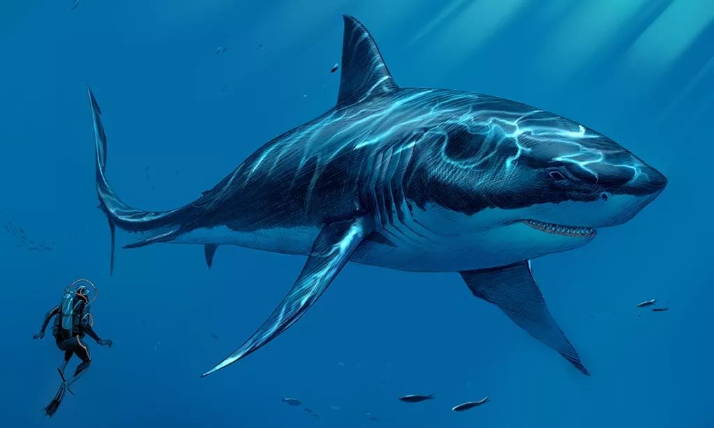巨齿鲨来袭史前巨兽要是活到现在估计也是被分尸的命啊