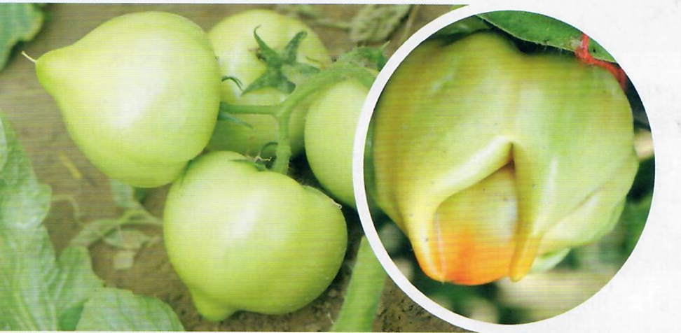 西红柿果实结构图图片