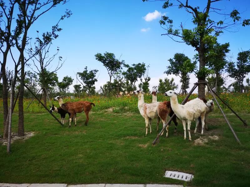 南通野生動物園票價太貴?還有動物